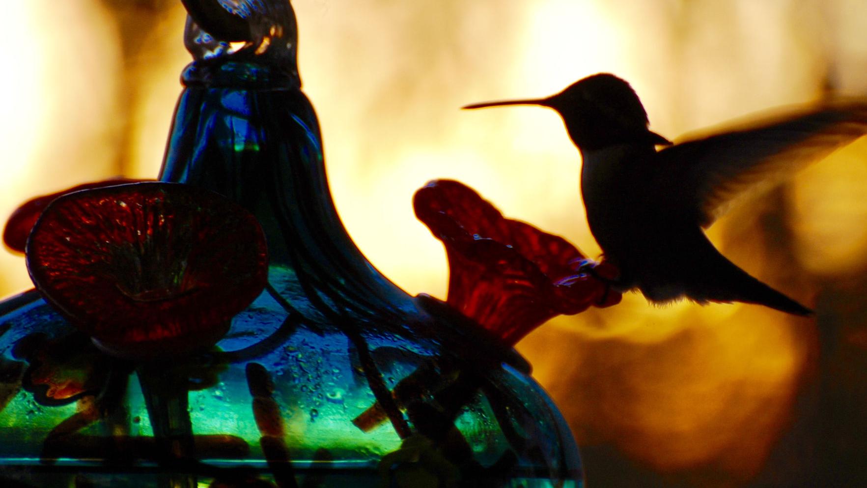 Photos: Hummingbirds from Tucson backyards and beyond